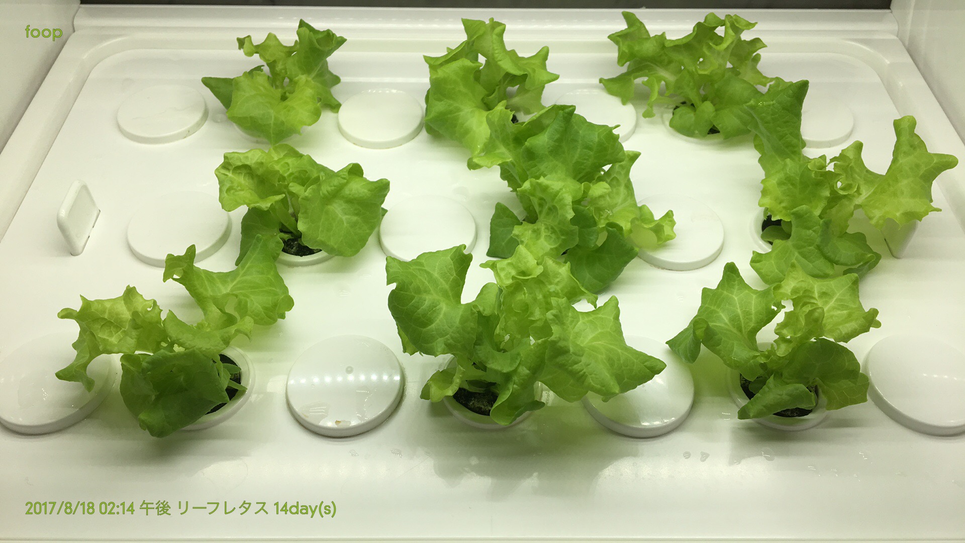 foop,水耕栽培,leaf lettuce,リーフレタス,ブログ,間引き,14日目