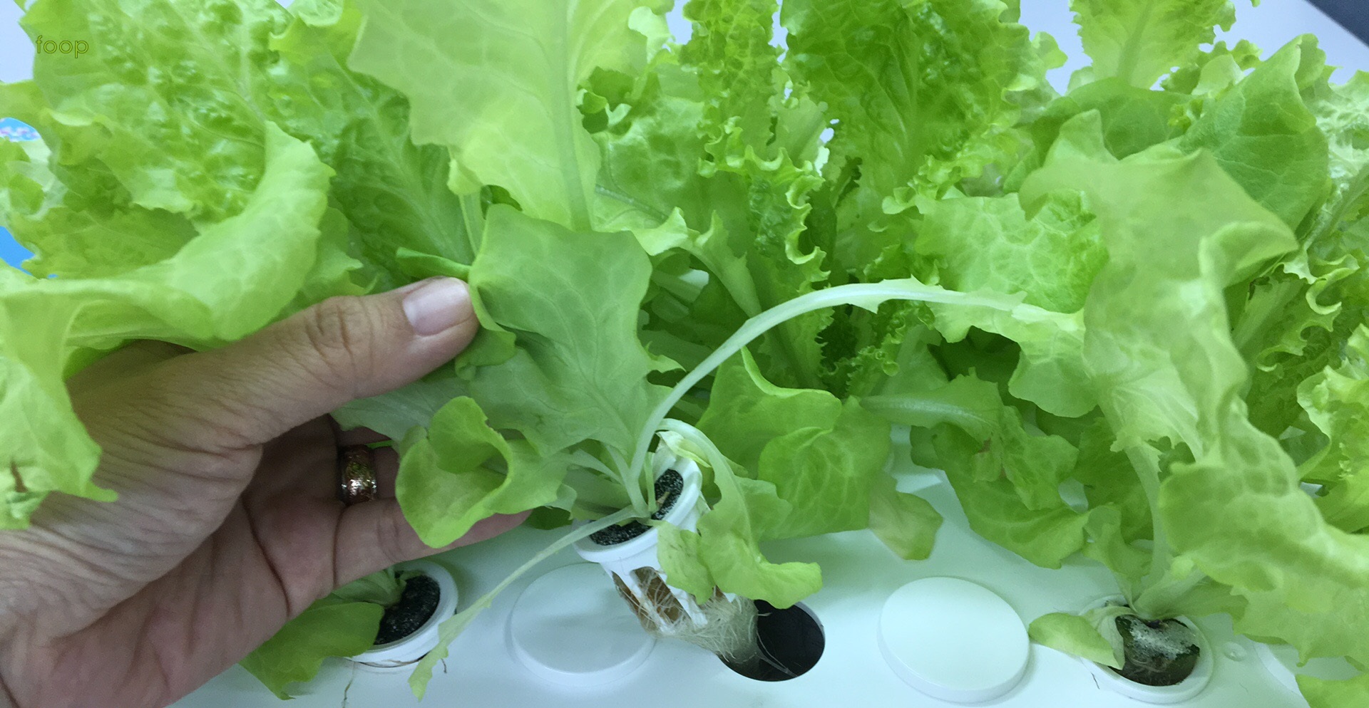 foop,水耕栽培,leaf lettuce,リーフレタス,収穫,27日目